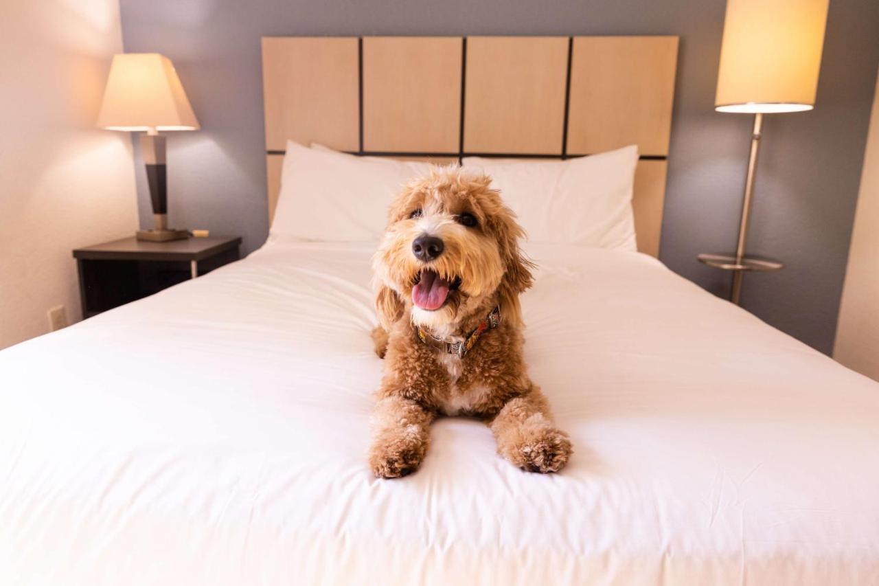 Sonesta Simply Suites Boston Брейнтрі Екстер'єр фото